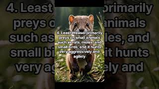 10 informations about Least Weasel [upl. by Ahsrats]