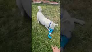 Video of adoptable pet named Bo [upl. by Melanie]