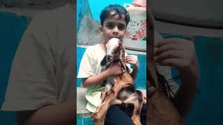 Hamare Bakri ke bacche ki feeder Tut gai😥😥like subscribe shere [upl. by Eizzil]