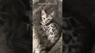 Silver bengal cats for sale [upl. by Ahsian911]