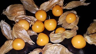 How To Eat Physalis Fruit  معرفی و آموزش خوردن میوه فـیـسالـیـس [upl. by Naitsirt]