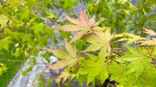 Japanese Maple Spring to Summer 4K June 2024 [upl. by Kopple]