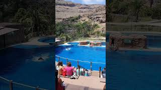 Palmitos Park dolphins show shorts [upl. by Hosfmann]