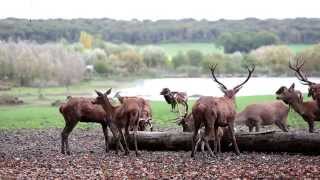 Parc Animalier de Ste Croix  soigneur dun jour [upl. by Trescott826]