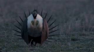 Sage grouse lek at American Prairie Reserve [upl. by Niobe]