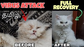 How I Saved my cat from deadly virus  Feline Panleukopenia  cat virus symptoms amp Treatment  Tamil [upl. by Nnaerb215]