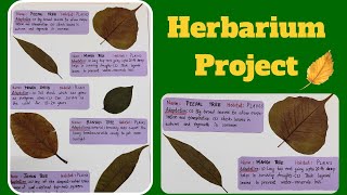 Herbarium Project  DIY Herbarium Sheet  Science Project  Biology Project EVS Project herbarium [upl. by Eilyab]