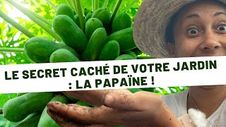 Tout Savoir sur la Papaïne  Extraction et Bienfaits [upl. by Ecart]