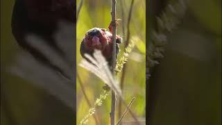 Natural Sounds NT Crimson Finch in the Spring bird australianbirds wildlife [upl. by Cherilynn]