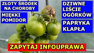 Złoty Środek na Choroby Pomidora Ogórka Dziwne Liście Miękki Pomidor Papryka Pada Pędy Uprawa QampA [upl. by Aimaj]