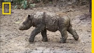 Baby Sumatran Rhino Is Indonesia’s First Born in Captivity  National Geographic [upl. by Fronia]