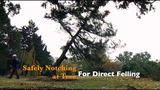 How to Safely Notch a Tree for Direct Felling [upl. by Yracaz]