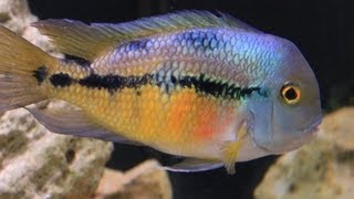 American Cichlid Species  Hypsophrys nicaraguensis quotNicaraguan Cichlidquot Female [upl. by Christoph]