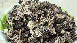 Black Stone Flower Pathar Ke Phool Spice దగడపువ్వు  Kalpasi Dagad PhoolBiryani Spice Item [upl. by Aspia]