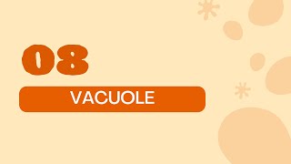 STPM BIOLOGY SEM 1 CHAPTER 2  ORGANELLES  VACUOLE  STRUCTURE amp FUNCTION  PLANT VACUOLE [upl. by Anirrak]