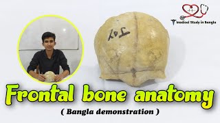 Frontal bone anatomy in bangla  Parts features attachmentrelation [upl. by Idram]