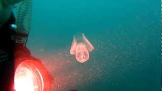 Sea Butterfly Pteropod [upl. by Mukund85]