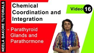 Chemical Coordination and Integration  NEET  Parathyroid Glands and Parathormone  Neela Bakore [upl. by Ak760]