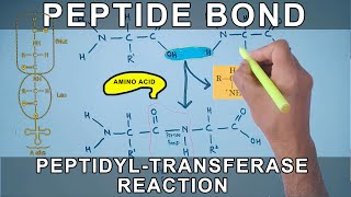 Peptide Bond Formation and Peptidyl Transferase Reaction [upl. by Esilec]