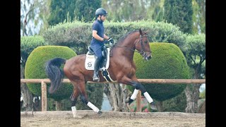 AMAZING COLT FOR DRESSAGE  ACTIVO DE SUSAETA [upl. by Kermie]