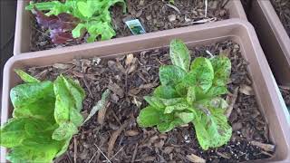 FRESH LETTUCESalad Daily Easy Container Growing Romaine Update [upl. by Mable]