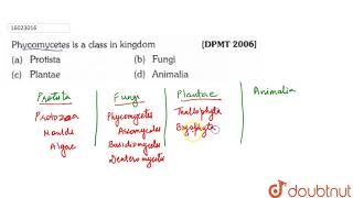 Phycomycetes is a class in kingdom [upl. by Wehner]