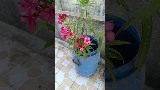 nerium oleander 0933balmukundkamadia roselover gardening nature shortvideo [upl. by Htrahddis]