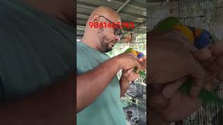 Redcollerd ampSwainson Lorikeet Tamed pair tamed parrot lorikeet rajappan [upl. by Enrobso933]