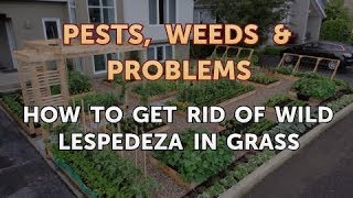 How to Get Rid of Wild Lespedeza in Grass [upl. by Adnuhsar]