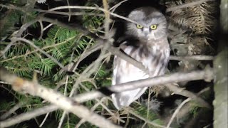 Northern SawWhet Owl  Spot [upl. by Adneram890]