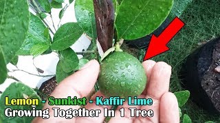 Grafting Citrus Tree All In 1 Lemon  Sunkist  Kaffir Lime [upl. by Aicssej901]