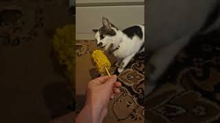 Cat eating corn on the cob [upl. by Zaob180]