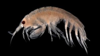 Facts Amphipods [upl. by Alla]