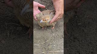 Chicks under mother  shorts shortfeed wildlife viral teetar Partridges [upl. by Ahsiekin867]