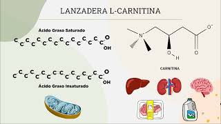 Beta oxidación de ácidos grasos [upl. by Abrams]