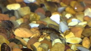 Female Water Hoglouse carrying eggs Asellus aquaticus in Aquarium [upl. by Atekal271]