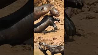 Giant river otters with babies [upl. by Dyanna]