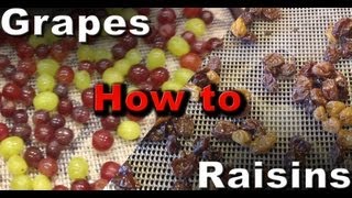 How to make Raisins Dehydrated Grapes [upl. by Ataymik]