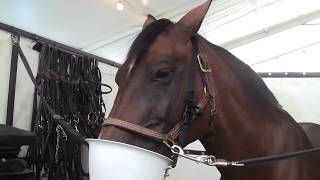 Equine Dry Salt Halotherapy Treatment Demonstration with the HaloFX from Equinesaltcom [upl. by Suirtimid961]