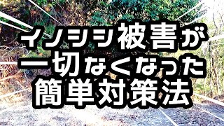 簡単イノシシ対策法 ○○で２年間一切被害に遭わなくなりました。なるべくお金をかけず、手間をかけない方法を考える [upl. by Fonseca304]