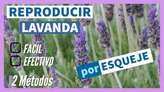 Como Reproducir LAVANDA por ESQUEJE  2 Métodos  🌿 Hacer y plantar ESQUEJES de LAVANDA ✅ FACIL [upl. by Aiekan]