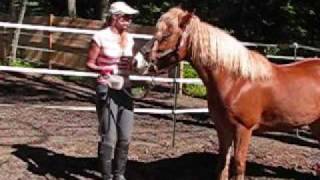 Desensitizing a Horse for Hippotherapy [upl. by Karp]