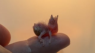 Hand Feeding 5 Day Old Owl Finch Baby 20241001 [upl. by Cowey844]