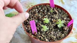 Распаковка посылки с 🌱Pinguicula Cyclosecta🌱Pinguicula Laueana Crimson Red Flower Сентябрь 2023 г [upl. by Nordine]