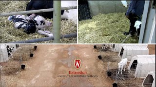 Normal Calving Presentation in Cattle [upl. by Iaria]