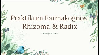 PRAKTIKUM FARMAKOGNOSI  Rhizoma amp Radix Curcumae Rhizoma amp Glycyrrhizae Radix [upl. by Sucul]