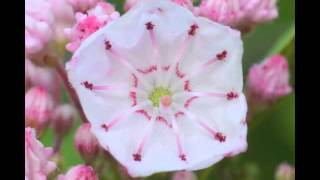 Plant portrait  Mountain laurel Kalmia latifolia [upl. by Mastrianni]