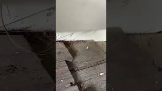 How to Keep Rats amp Mice Out of your Attic  Rodent Exclusion Service  VersaTech  LA County [upl. by Maccarone]