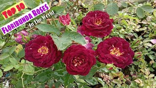 Top 50 Worlds Best Floribunda Roses Huge Blooming Roses Farming Ideas BestRoses Gardening [upl. by Ahsieket]