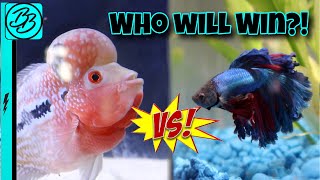 BETTA FISH VS FLOWERHORN STAREDOWN Fish Battle Royale [upl. by Blunt]